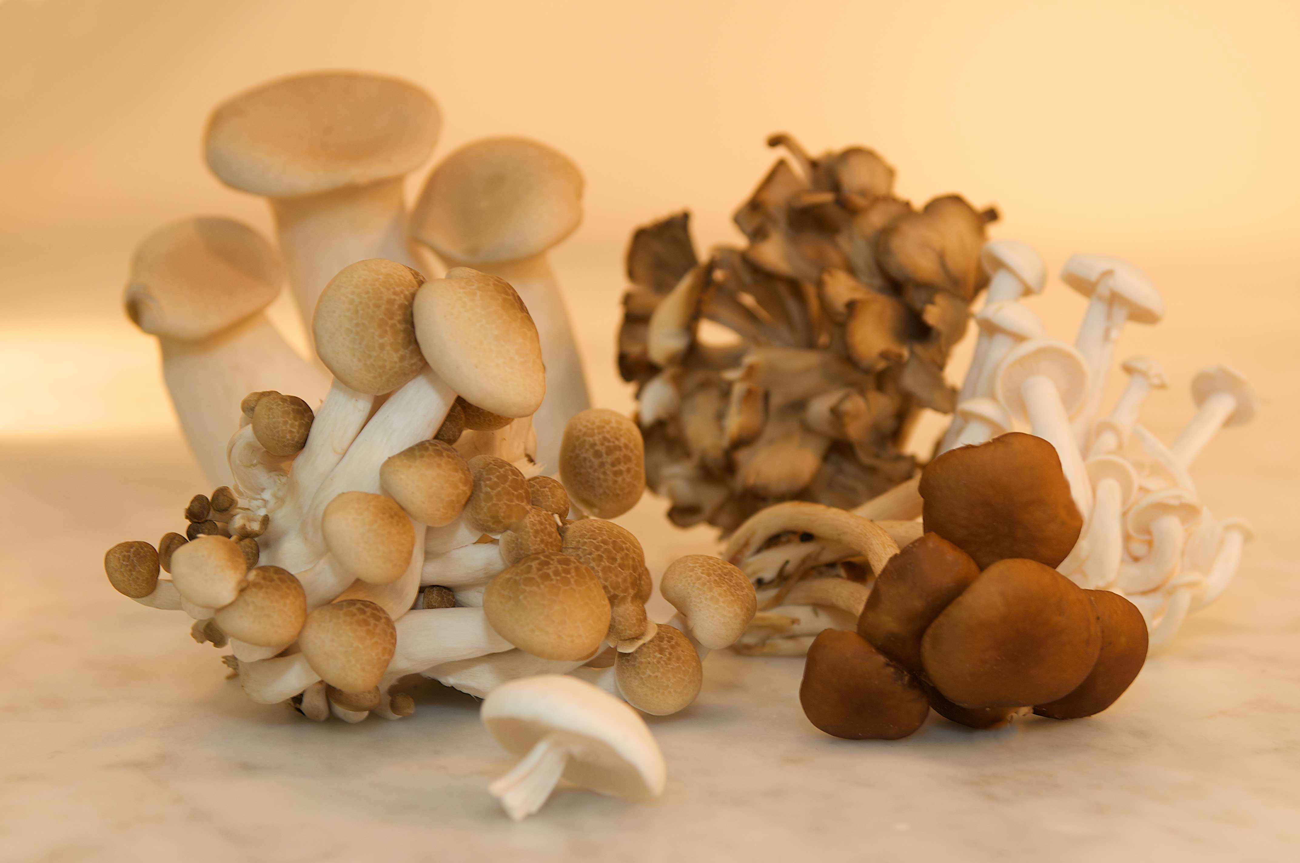 1-Gourmet-Mushrooms-DSC_6331